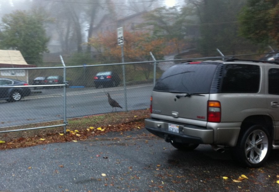 Turkey on road in Auburn, CA