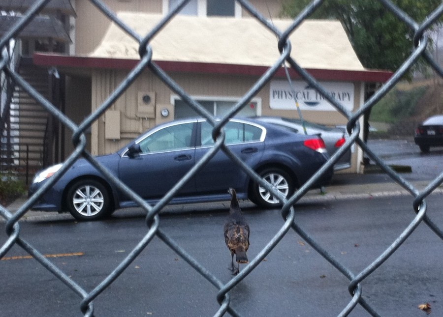 Turkey in road, Auburn, CA